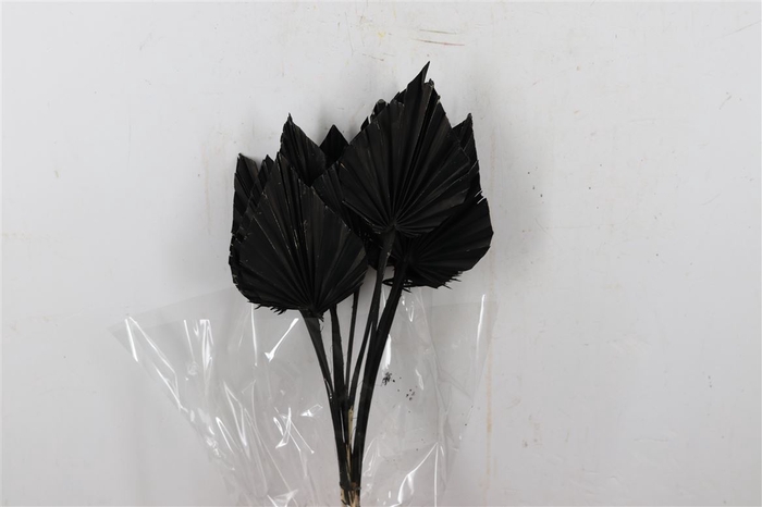 <h4>Dried Palm Spear 10pc Black Bunch Poly</h4>