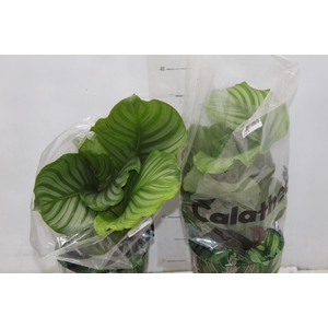 CALATHEA ORBIFOLIA P17