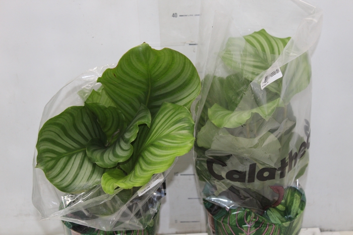 <h4>CALATHEA ORBIFOLIA P17</h4>
