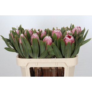 Protea Pink Lady