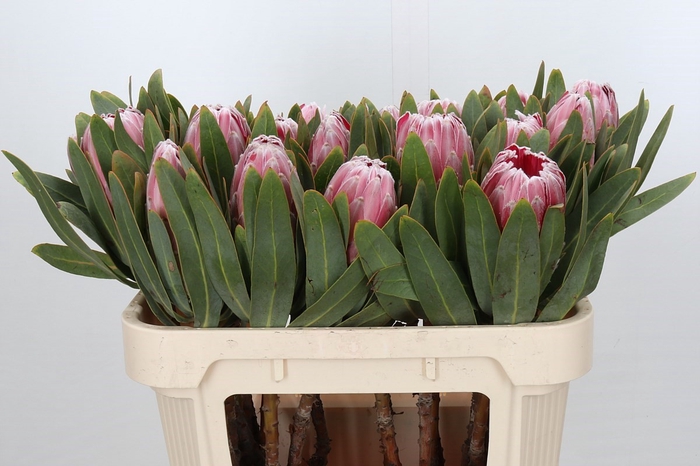<h4>Protea Pink Lady</h4>