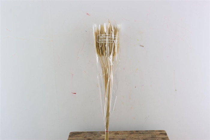 Dried Soft Silk Worms Natural Bunch