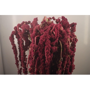 Amaranthus Hg Rosary Xxl