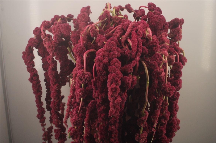 <h4>Amaranthus Hg Rosary Xxl</h4>