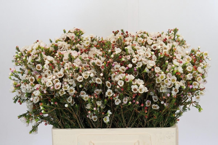 <h4>Chamelaucium Moonlight Delight</h4>