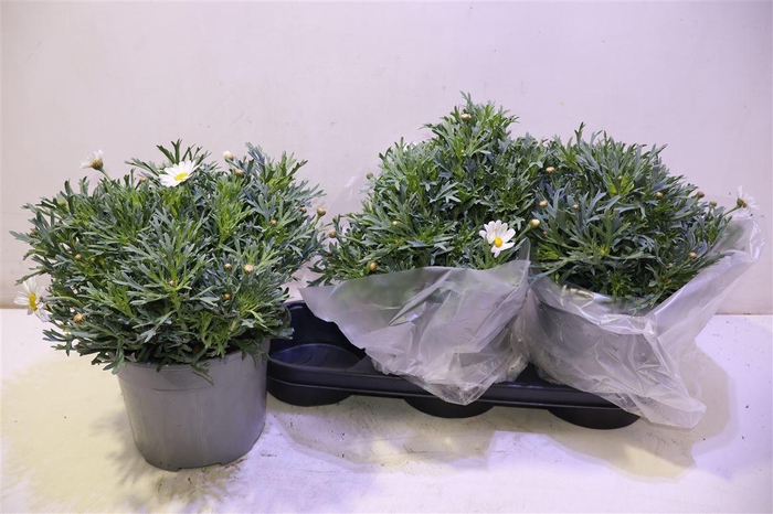 <h4>arr8 Arg Stella 2000</h4>