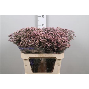 Lim Sin Pink Activa (parfumed)