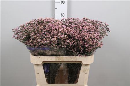 <h4>Lim Sin Pink Activa (parfumed)</h4>