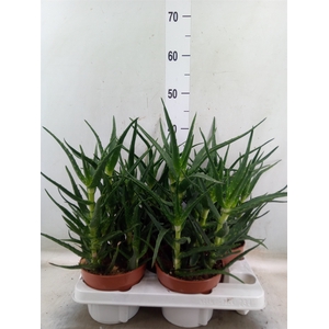 Aloe   ...