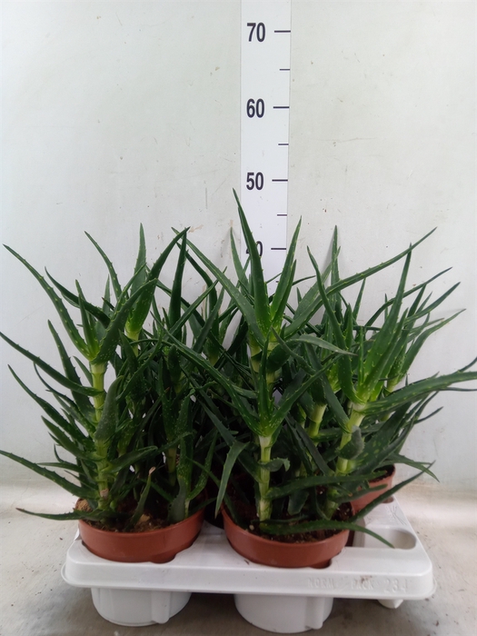 <h4>Aloe   ...</h4>