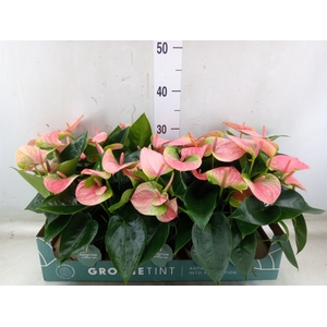 Anthurium andr. 'Sweet Dream'