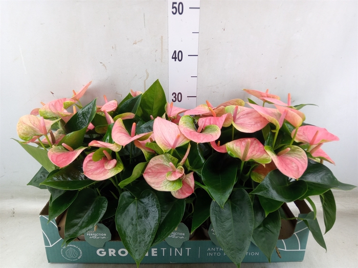 <h4>Anthurium andr. 'Sweet Dream'</h4>