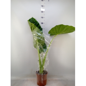 Alocasia macrorrhizos