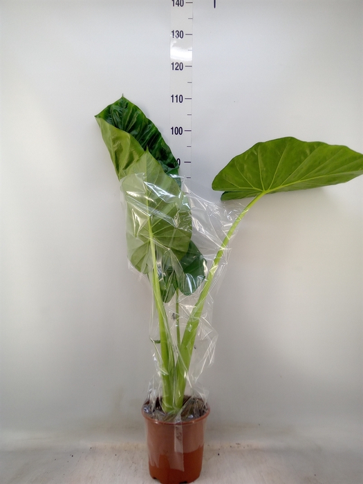 <h4>Alocasia macrorrhizos</h4>