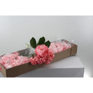 Hydr Tinted Bubble Gum Box