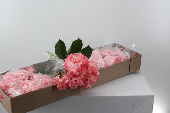 <h4>Hydr Bubble Gum Box</h4>