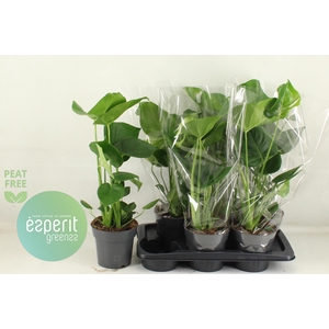 MONSTERA DELICIOSA
