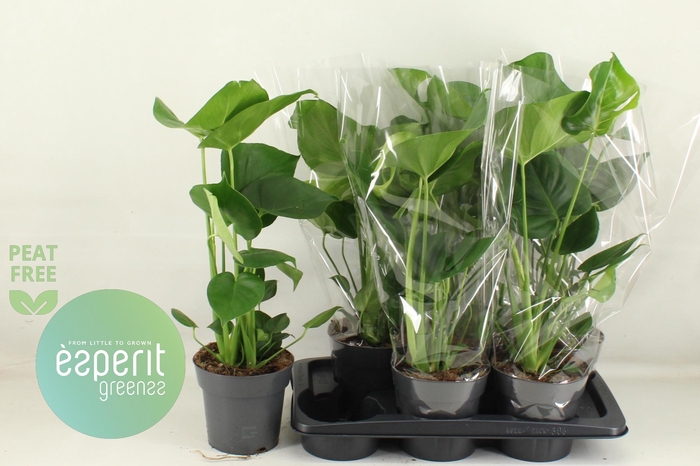 <h4>MONSTERA DELICIOSA</h4>