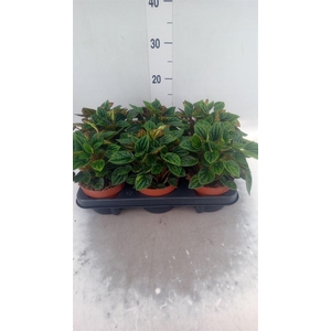 Peperomia caperata 'Amazonas'