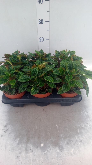 <h4>Peperomia caperata 'Amazonas'</h4>