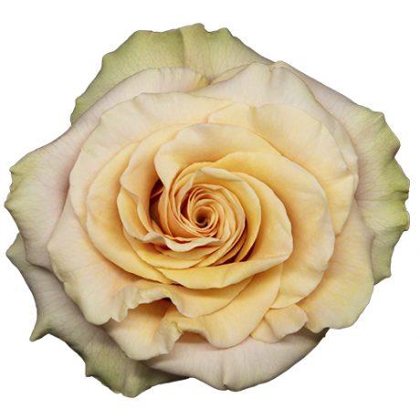 R Gr Phoenix Peach 50cm EC