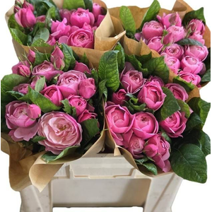 R Tr Silva Pink Diepers