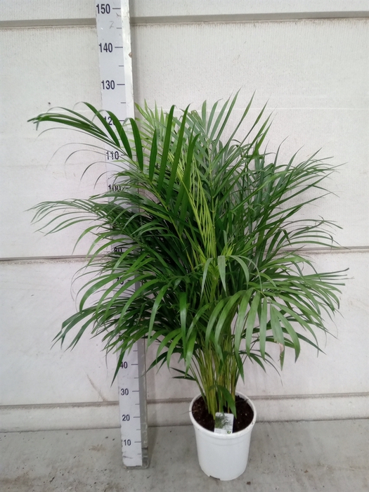 <h4>Dypsis lutescens   ...Chrysalidoca</h4>