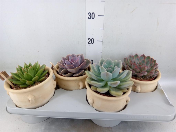 <h4>Echeveria ...mix</h4>