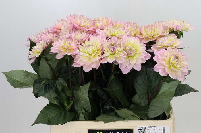 <h4>Dahlia Dianas Memory</h4>