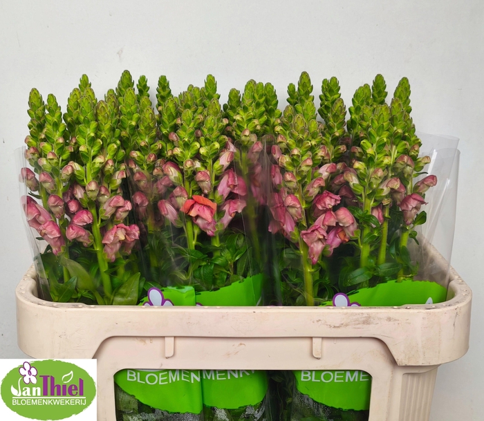 <h4>ANTIR ANTIB D ORANGE</h4>