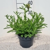 Achillea millefolium