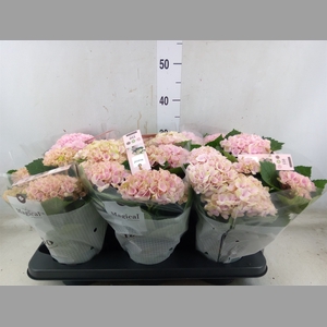Hydrangea mac. 'Magical Revolution'