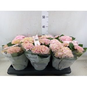Hydrangea mac. 'Magical Revolution'