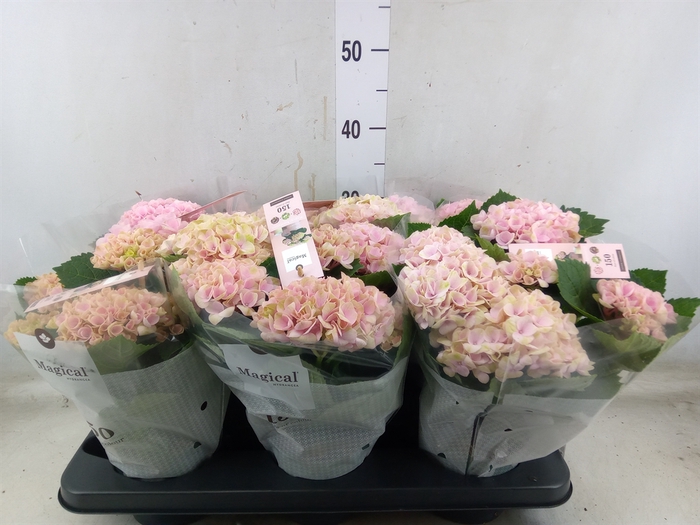 <h4>Hydrangea mac. 'Magical Revolution'</h4>