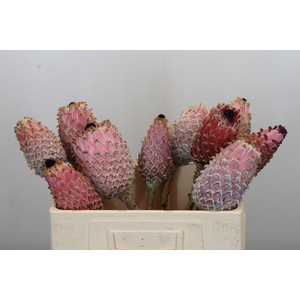Protea Barbigera No leaves