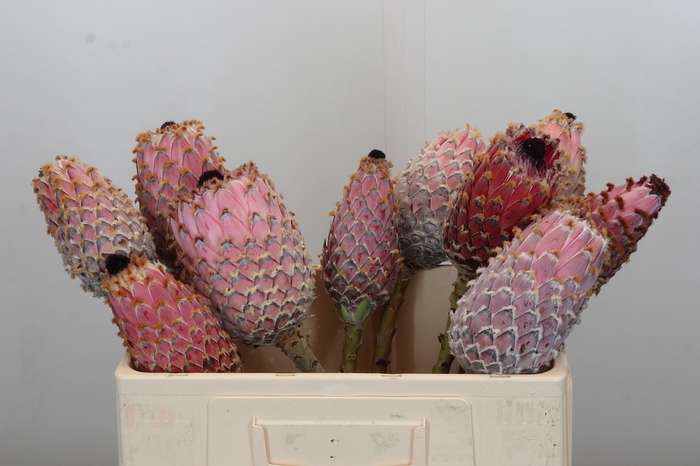 <h4>Protea Barbigera No leaves</h4>