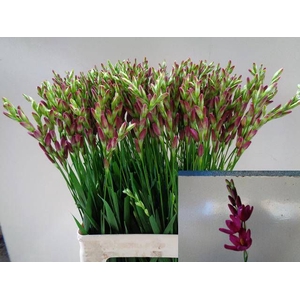IXIA VENUS