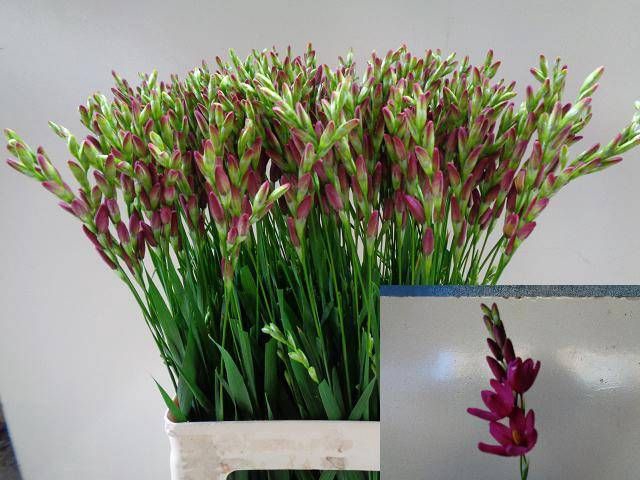<h4>IXIA VENUS</h4>