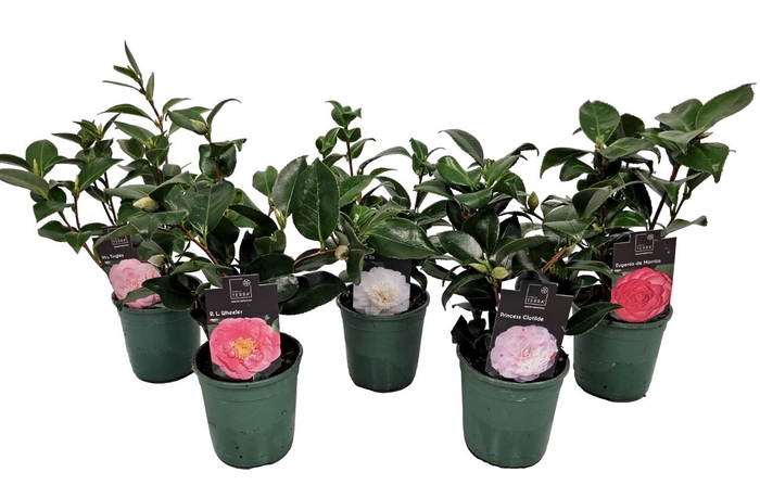 <h4>Camellia japonica</h4>