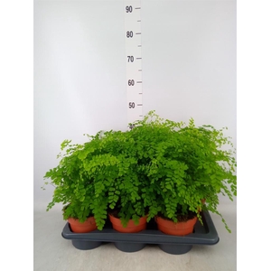 Adiantum raddi. 'Fragrans'