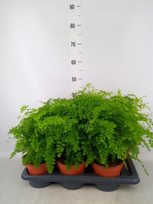 <h4>Adiantum raddi. 'Fragrans'</h4>