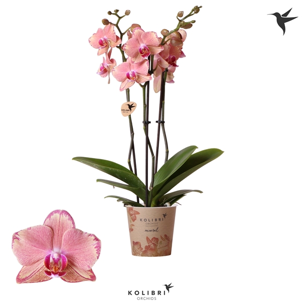 <h4>Kolibri Orchids Jewel Phalaenopsis Pirate Picotee 3spike</h4>