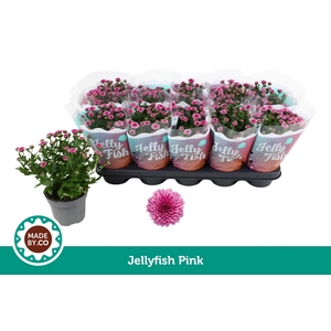 Chrysant Jellyfish Pink