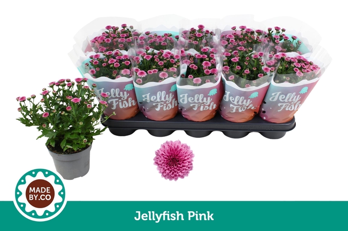 <h4>Chrysant Jellyfish Pink</h4>