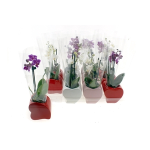 PHAL GEM