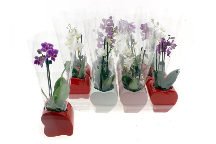 <h4>PHAL GEM</h4>