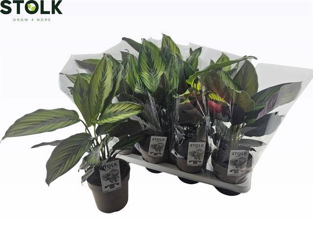 <h4>CALAT BEAUTYSTAR</h4>