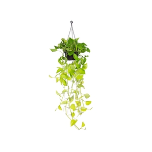 JIBOIA AMARELO C21 MIN 100 CM PENDENTE