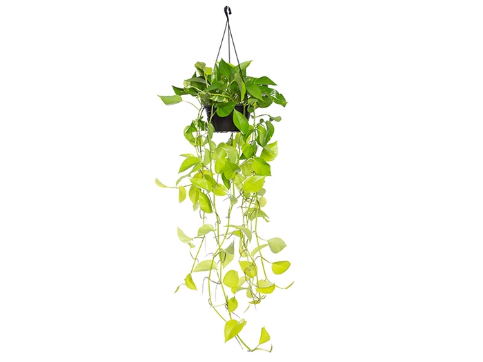 <h4>JIBOIA AMARELO C21 MIN 100 CM PENDENTE</h4>