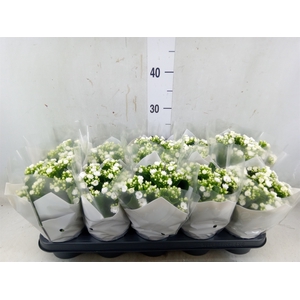 Kalanchoe blos. 'Calandiva Whites'